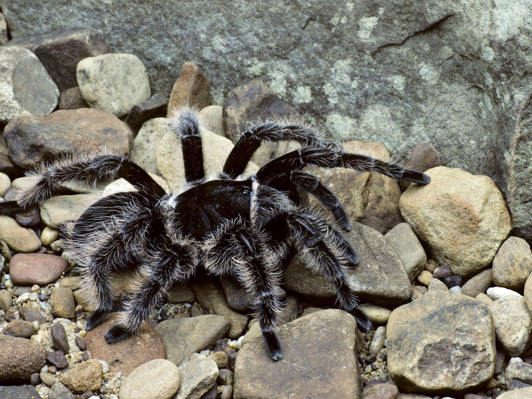 How to Care for a Pet Curly Hair Tarantula