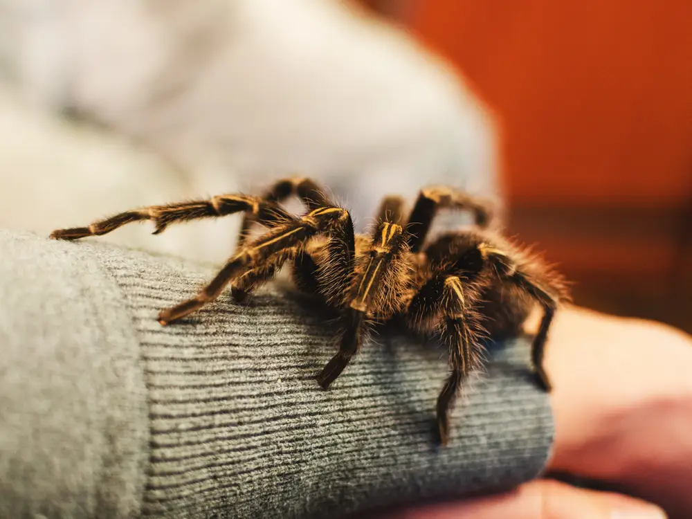 
How to Care for a Pet Curly Hair Tarantula
