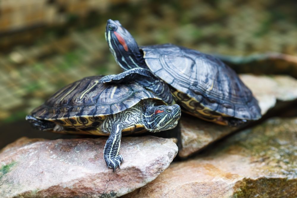 Dangers Of Housing Turtles Together